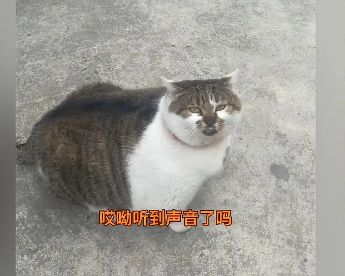 猫咪偷吃狗粮被抓住，猫胖成球，狗瘦到见骨