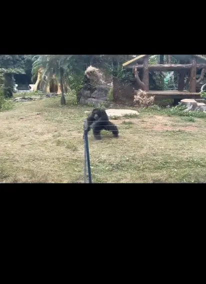 女子逛动物园看大猩猩，南宁“丢那猩”3次丢中她：为啥总丢我？