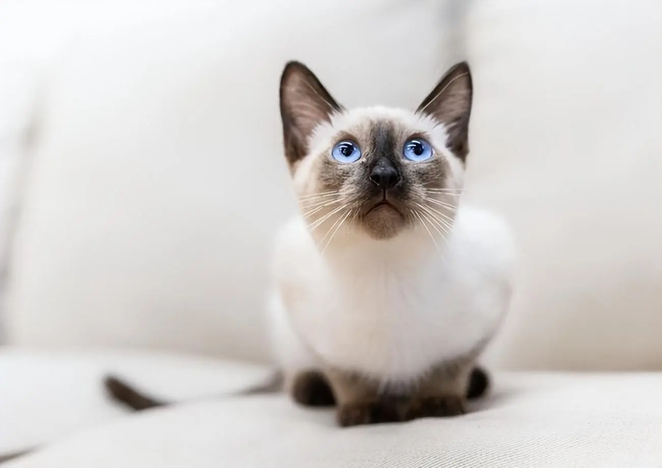 为什么越来越多人养暹罗猫呢？养后才发现“真香”