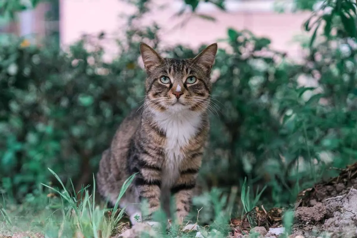 猫咪千千万，怎么才能选到一只合适自己的猫咪呢？