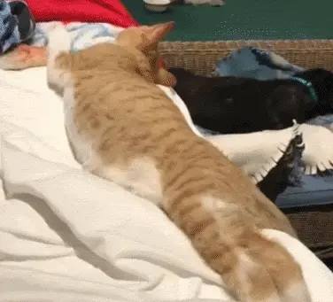猫咪总喜欢跟主人一起睡觉，为什么它们有这样的举动呢？