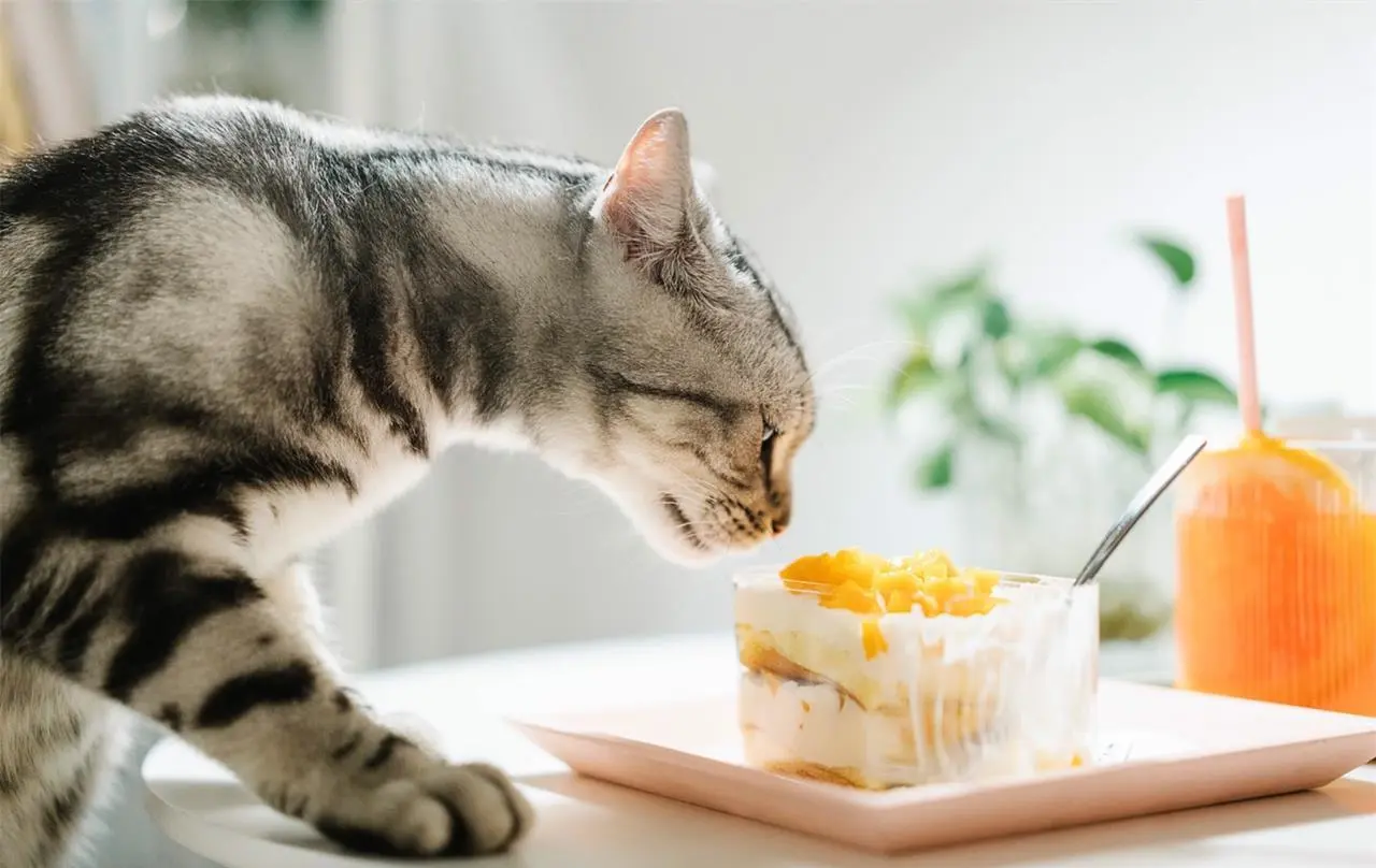 猫咪并不是什么东西都能吃，千万别给猫咪吃这几种食物