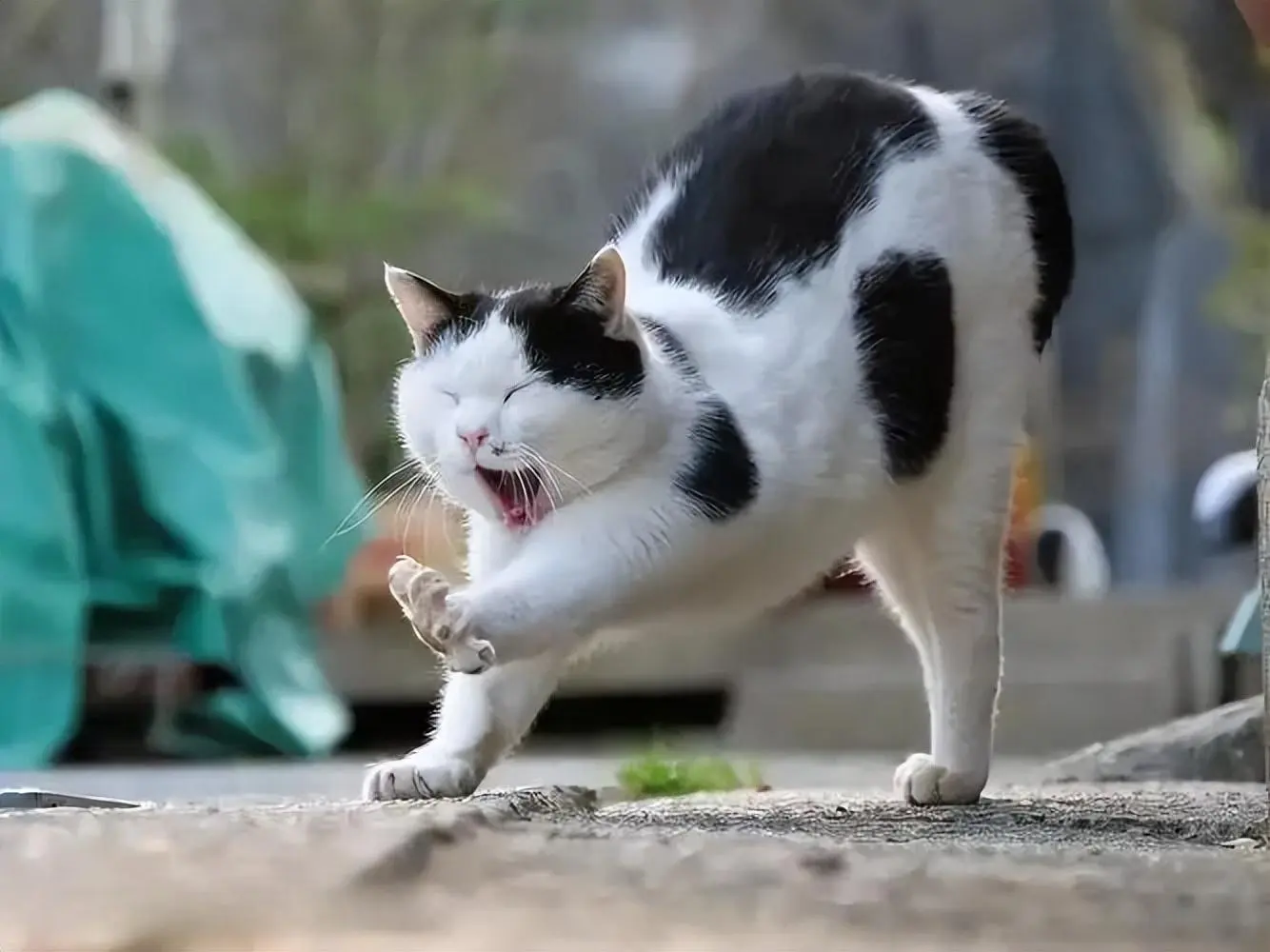 宠主可能会时不时看到猫咪翘屁股，其实隐藏了这些秘密！