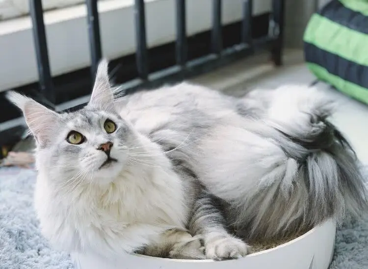 原来“缅因猫”有这6个优点，你有想过养缅因猫吗？