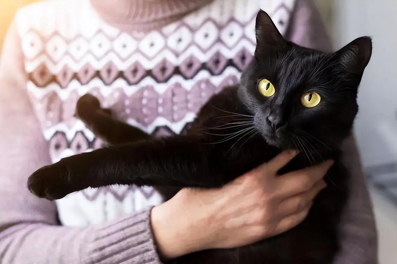 很多老一辈的人总说，养猫千万不能养黑猫，这背后有什么秘密？