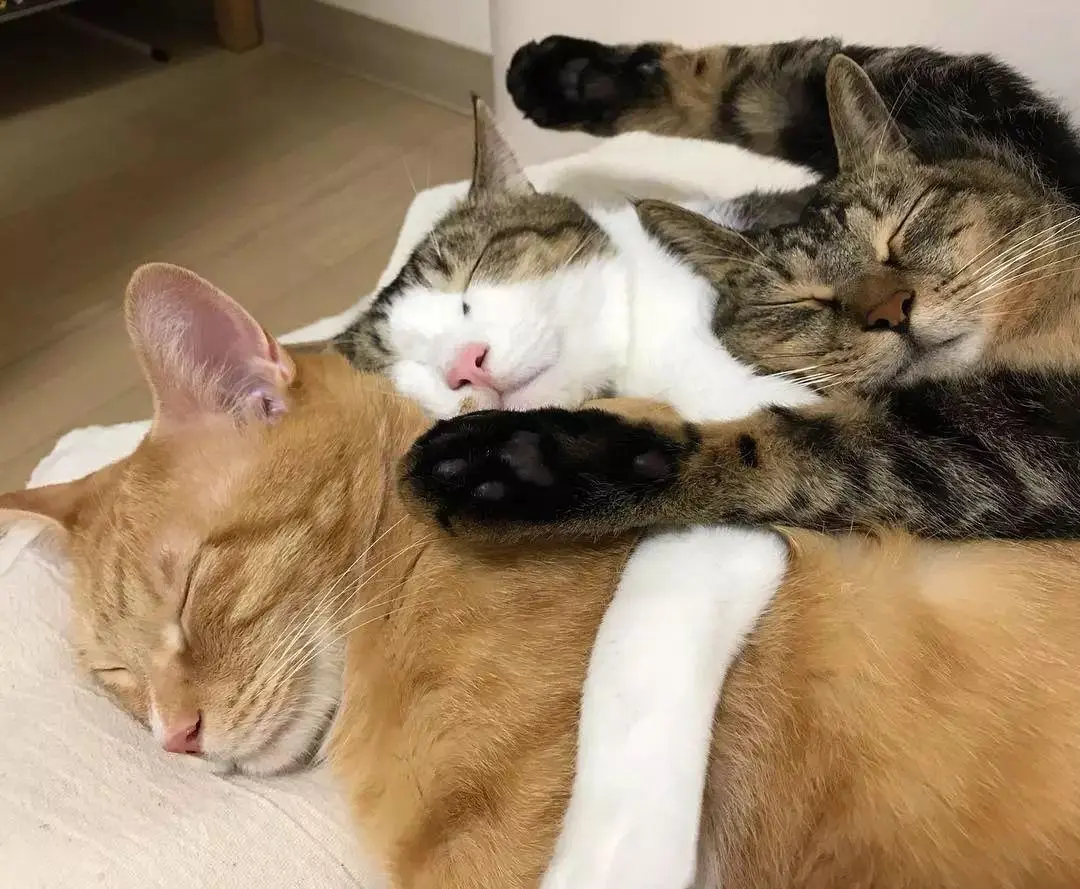 猫咪总喜欢跟主人一起睡觉，为什么它们有这样的举动呢？