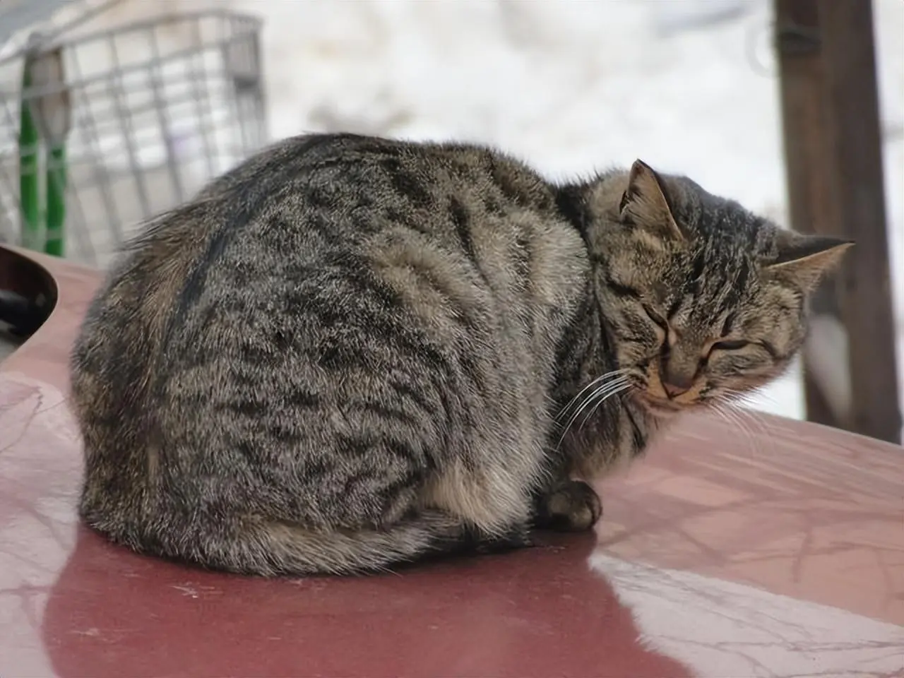 当一只猫变老以后，它会有这些明显的特征，请多关注猫咪！