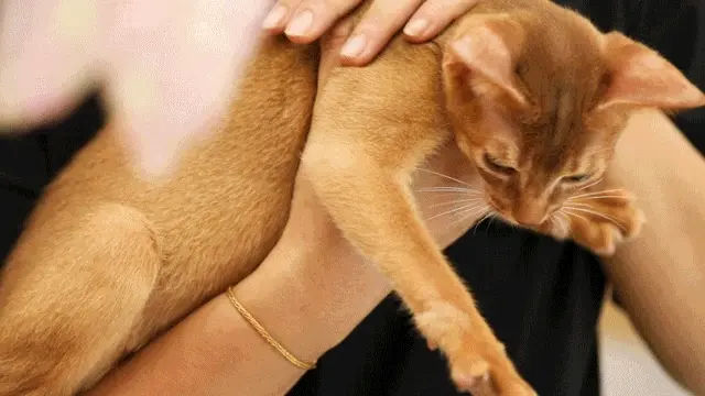网友公认最“通人性”的猫咪，难怪这么多人养！