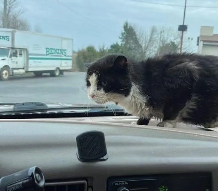 流浪猫跳上汽车寻求帮助，从此告别了街头流浪生活