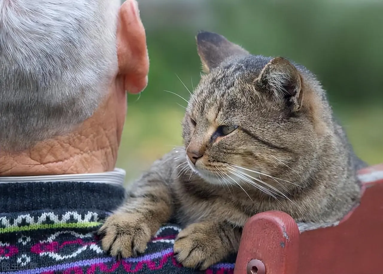 当一只猫变老以后，它会有这些明显的特征，请多关注猫咪！