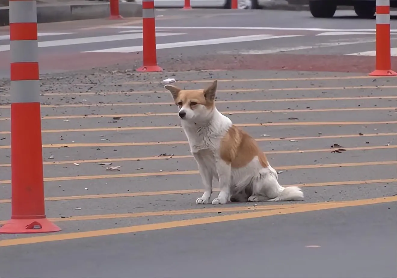 被主人遗弃的母狗怀孕后，徘徊在交通环岛附近：它是为了保护自己和小狗