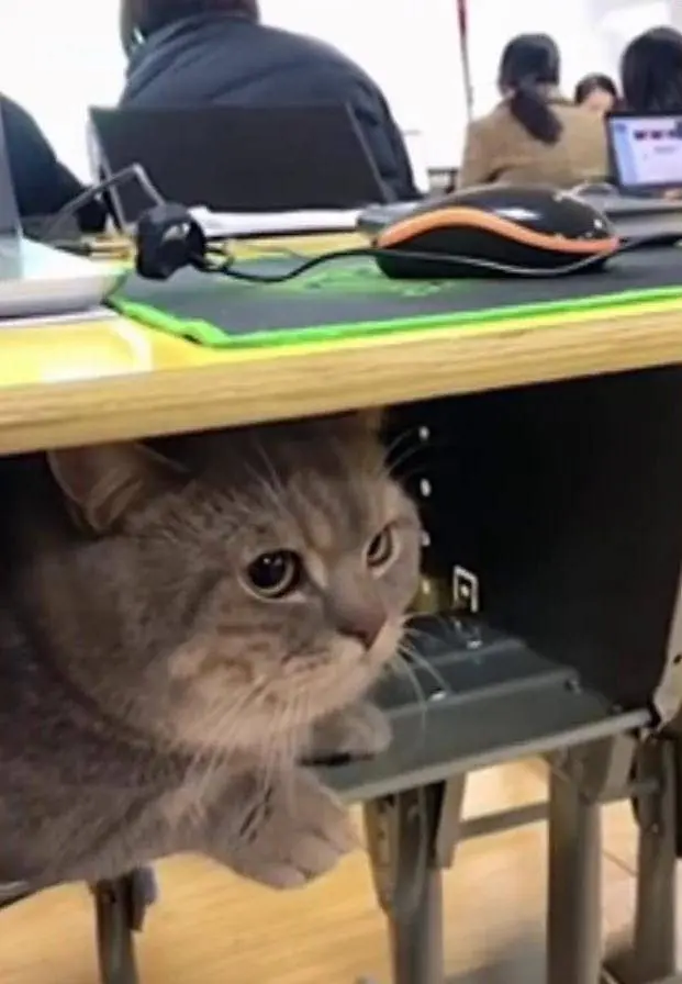 学生上课把猫咪偷偷带进教室放抽屉里：爱到一刻都不想要分离呢