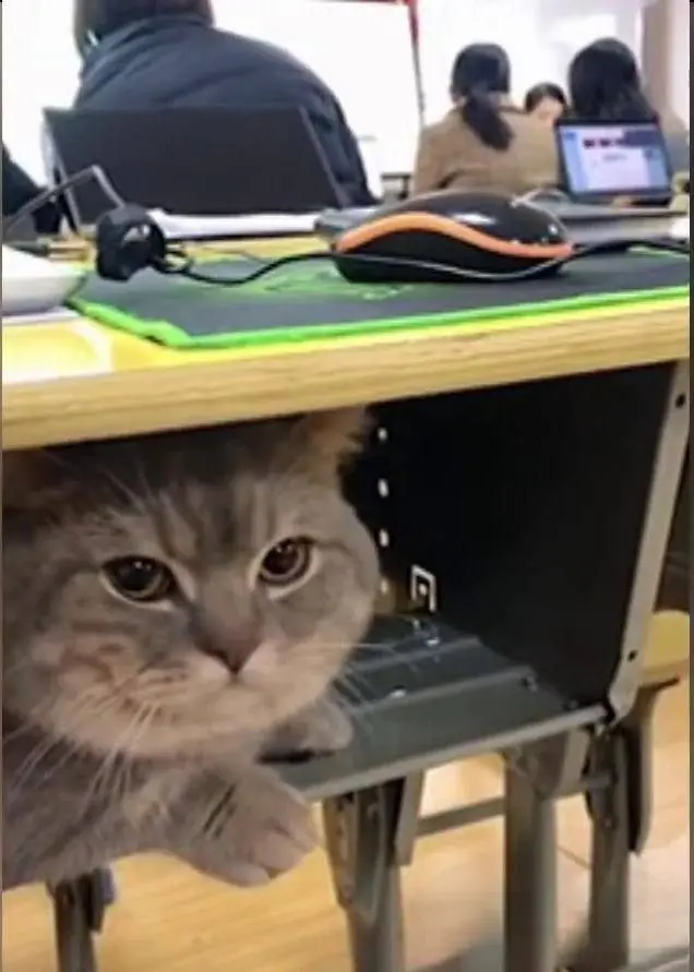 学生上课把猫咪偷偷带进教室放抽屉里：爱到一刻都不想要分离呢