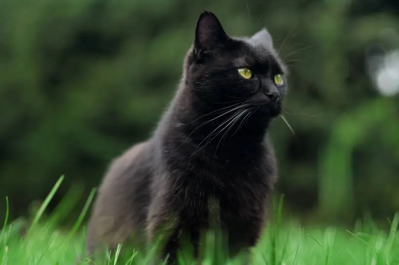 农村老一辈的人总是说，养猫，不能养黑猫，为什么他们要这样说？