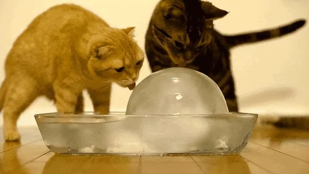 猫咪这6种水不能喝，如果不小心喝到，会危害性命
