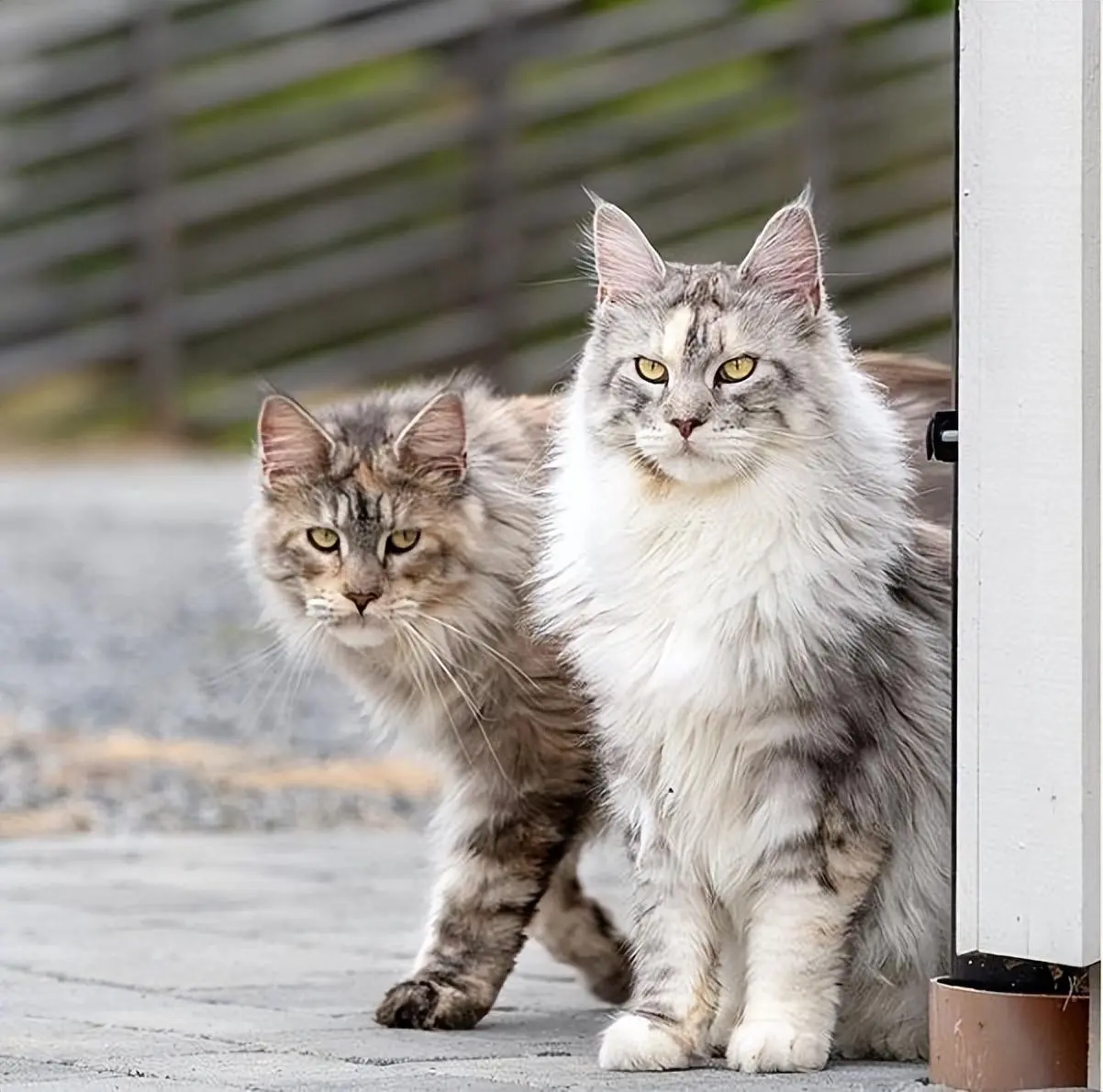 原来“缅因猫”有这6个优点，你有想过养缅因猫吗？