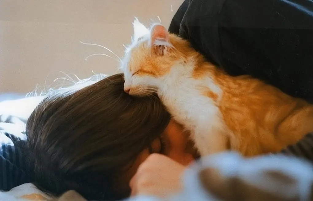 告诉你个秘密，猫咪睡觉的地方，暗示了你的家庭地位！