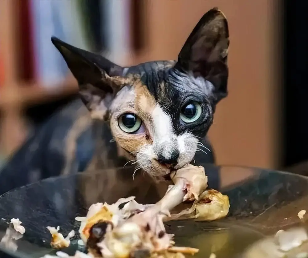 猫咪并不是什么东西都能吃，千万别给猫咪吃这几种食物