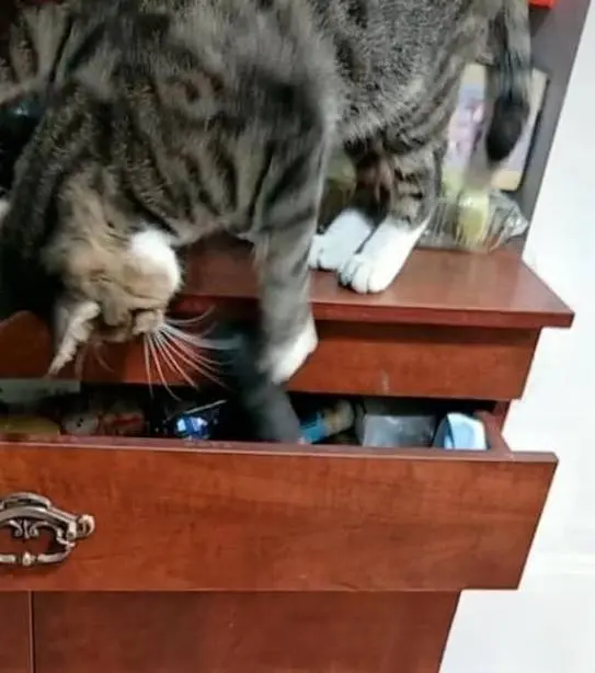 猫咪在抽屉里翻东西，简直是成精了一样。猫：本喵的小鱼干呢？