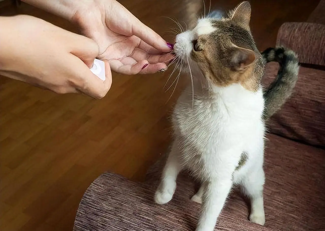 猫咪总是“轻咬”主人的手，其实也并不是完全讨厌你