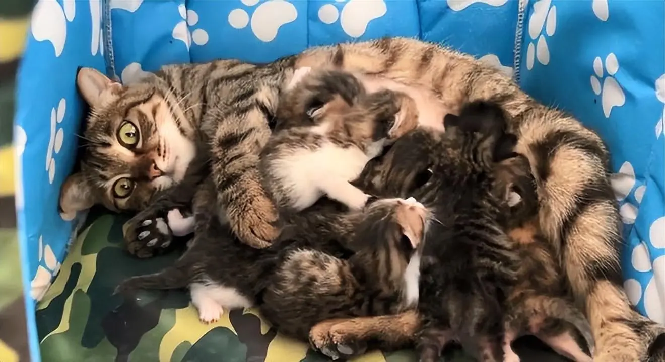 流浪猫生下7只幼崽后，表情绝了，母猫：感觉身体要被掏空