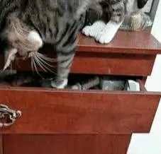 猫咪在抽屉里翻东西，简直是成精了一样。猫：本喵的小鱼干呢？