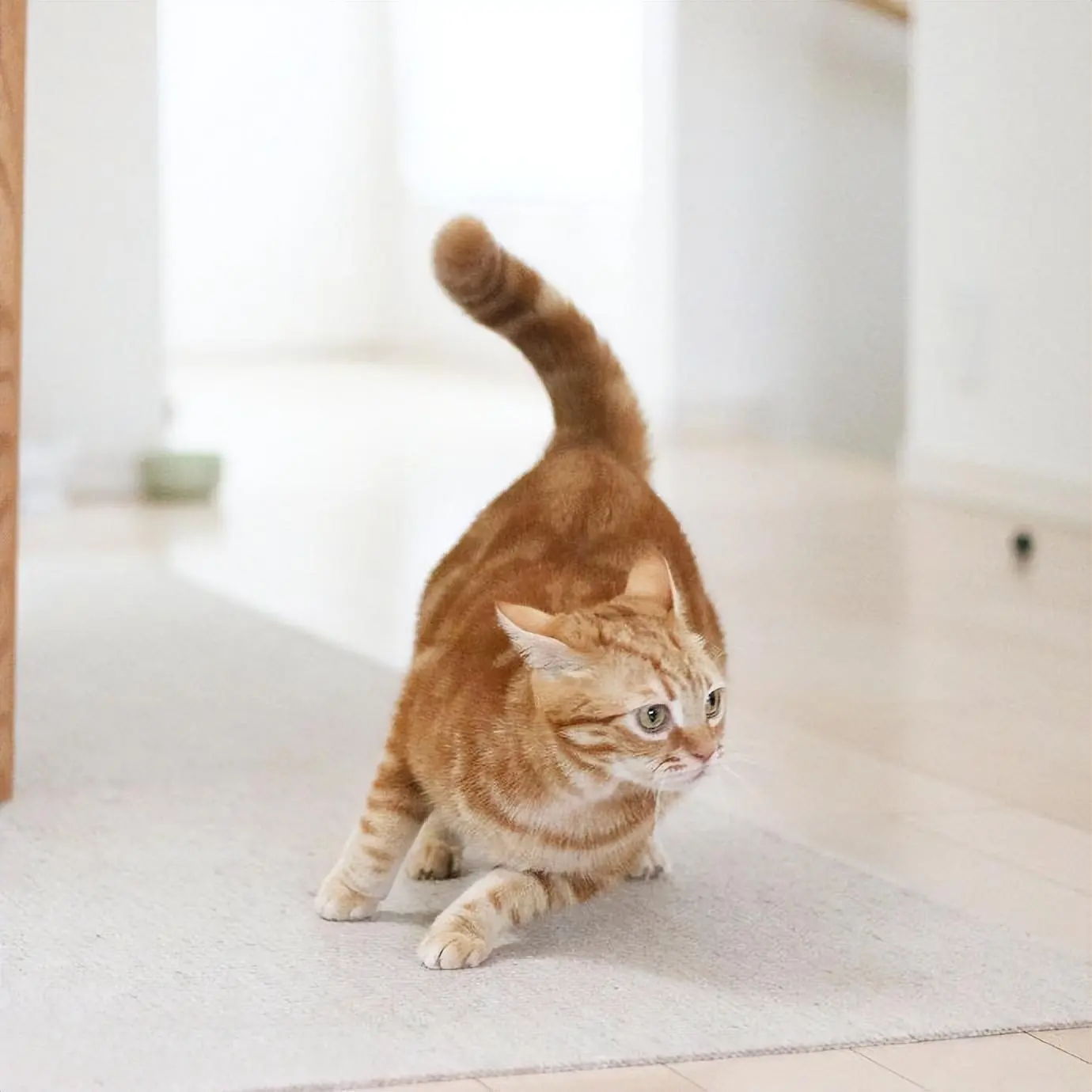 一只猫突然在家“疯跑”的真相，你误会了吗？