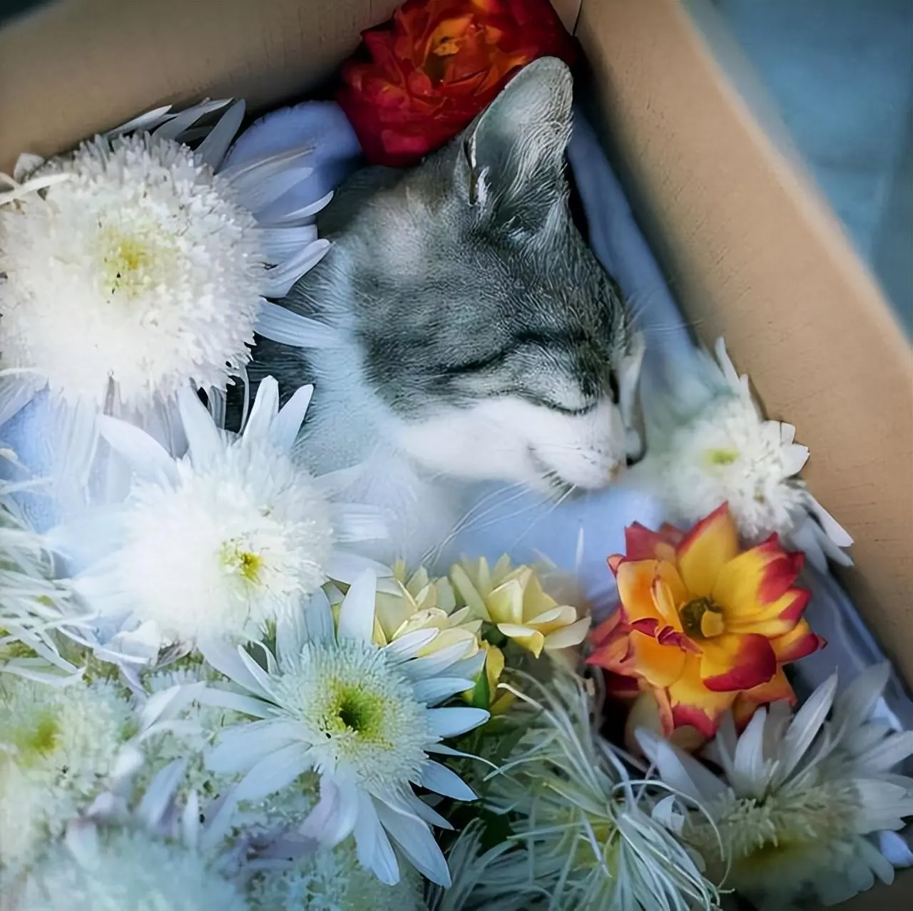 为什么猫咪离世之后，不能埋？该怎么处理过世的猫呢？