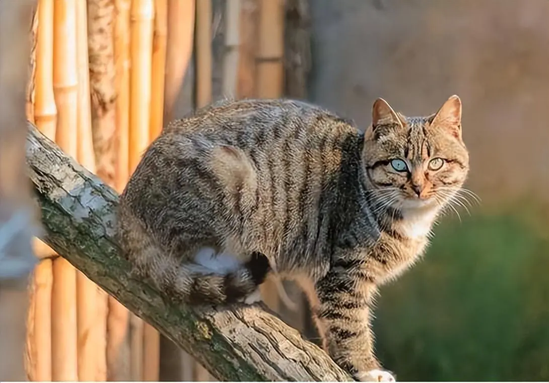 建议你养下面这几种猫，都是猫界中比较长寿的猫，能伴你很久时间