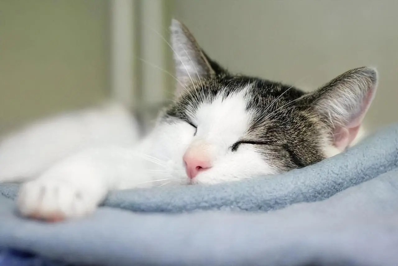和猫“睡觉”发生的事，你的猫也这样吗？