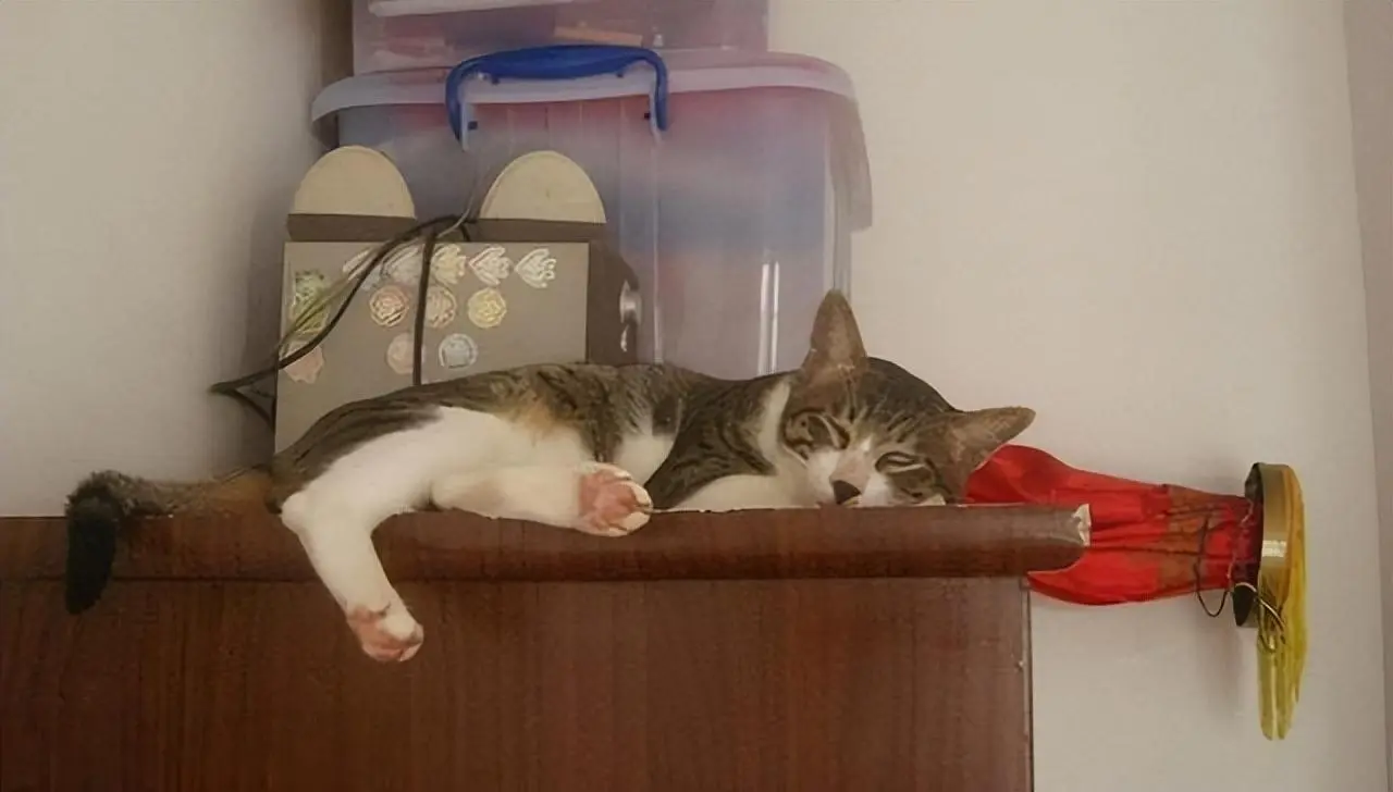 猫咪睡觉的地方很有讲究，一般能透露出跟主人的关系