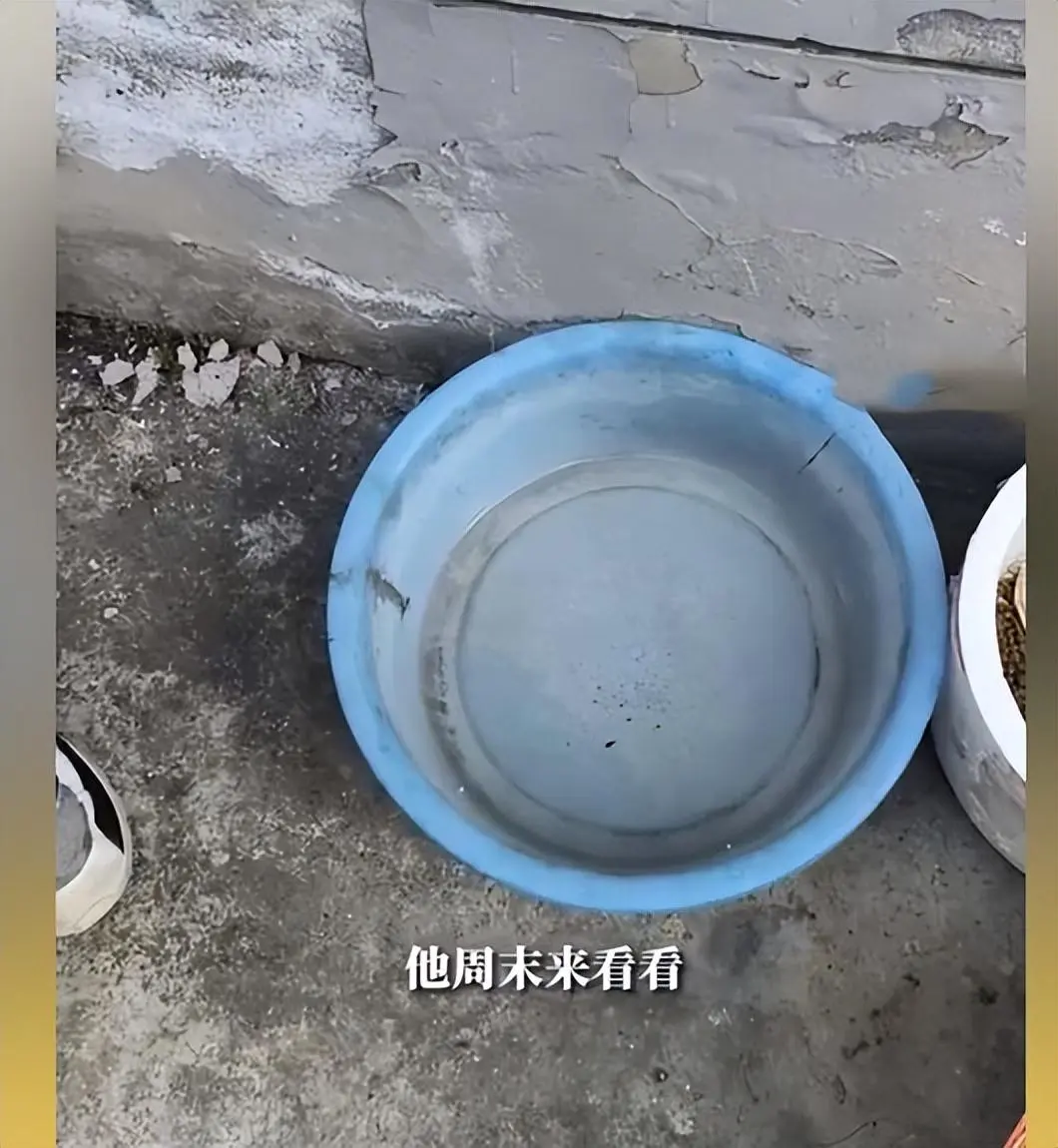 6岁男童背着妈妈投喂流浪猫，被熟人撞见后让其保密：别告诉我妈妈