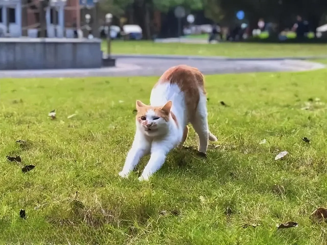 宠主可能会时不时看到猫咪翘屁股，其实隐藏了这些秘密！