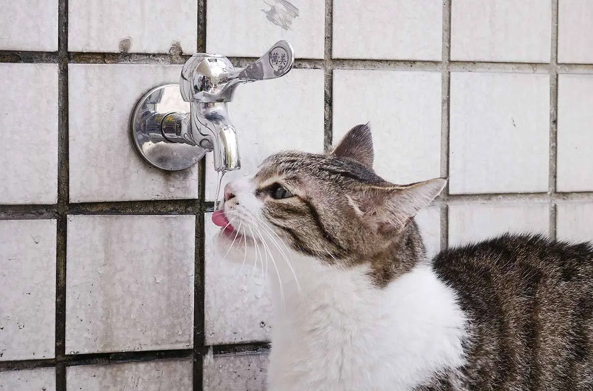 猫咪这6种水不能喝，如果不小心喝到，会危害性命
