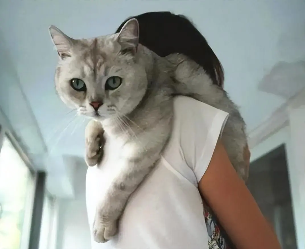 为何将猫抱起来，它就会挣扎？难道猫咪不喜欢主人吗？