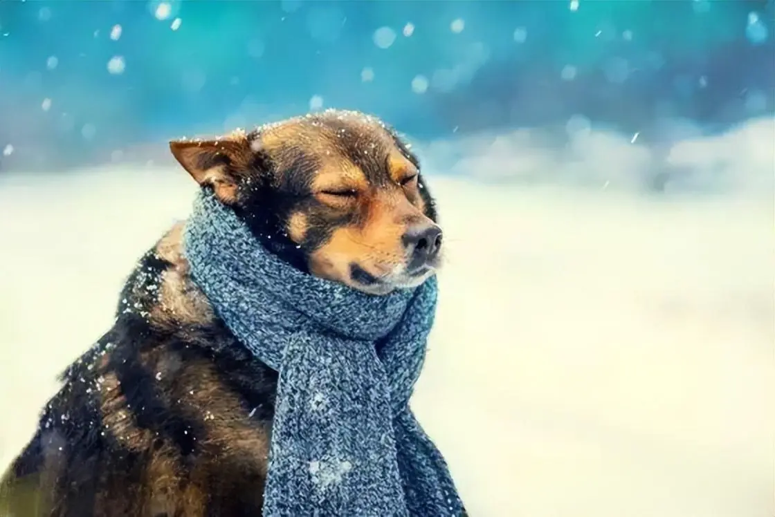 冬天宠物会患上哪些常见的疾病？