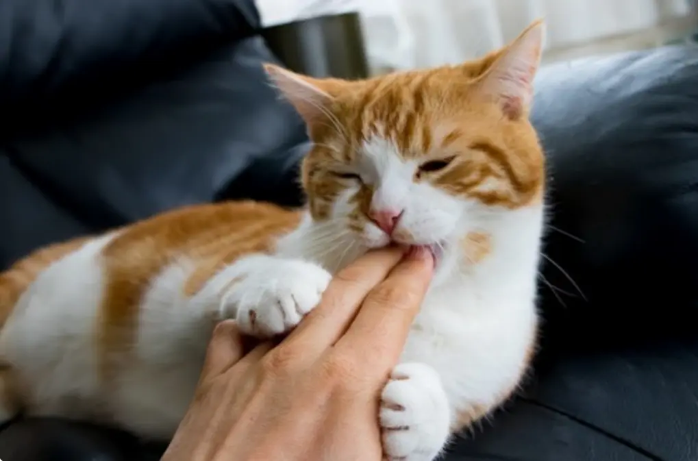 猫咪总是“轻咬”主人的手，其实也并不是完全讨厌你