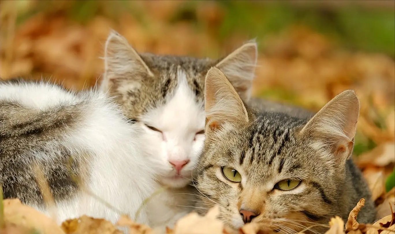 为什么母猫“交配”时会惨叫？怎么照顾发情的猫呢？