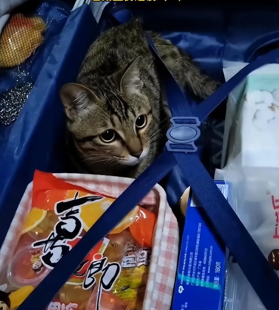 女孩返回学校后，打开行李箱都懵了，猫：我也要去上学