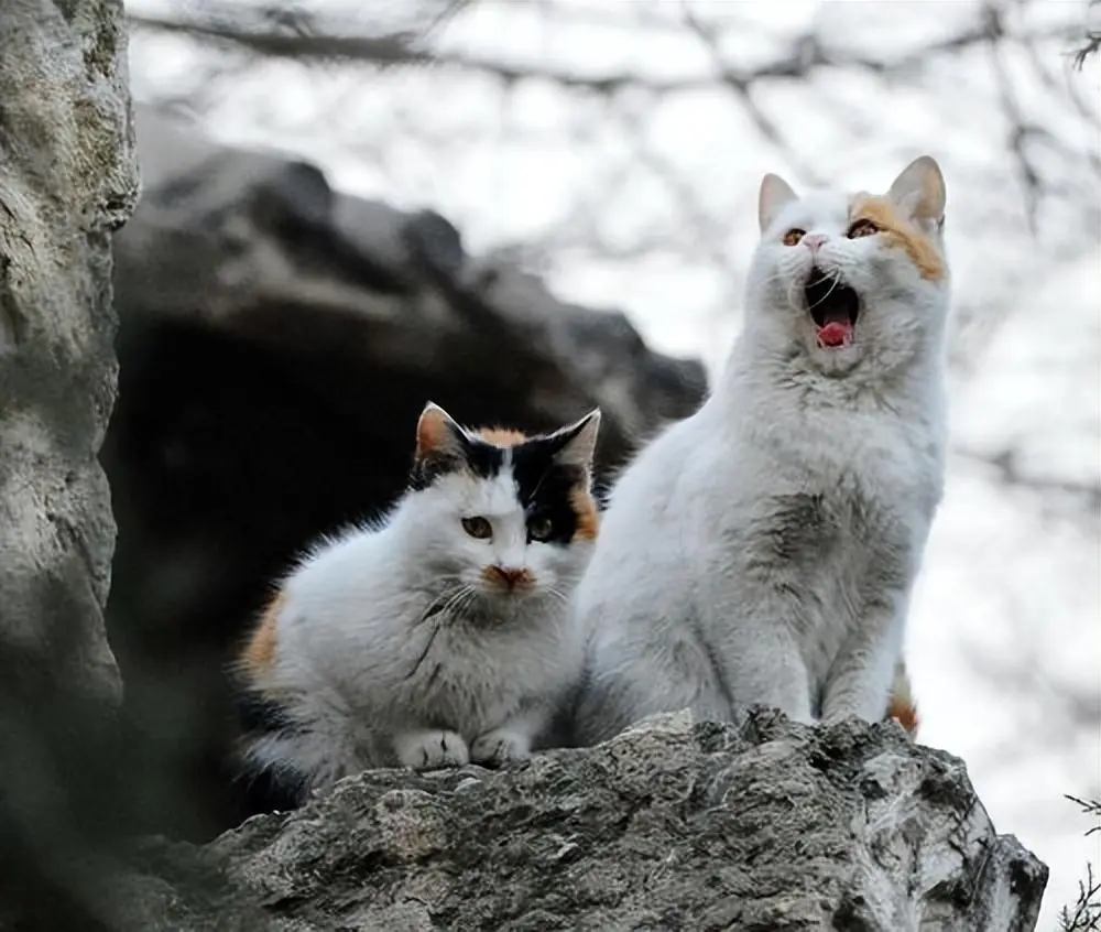 你知道猫咪被圈养的一生，它们是什么感受呢？