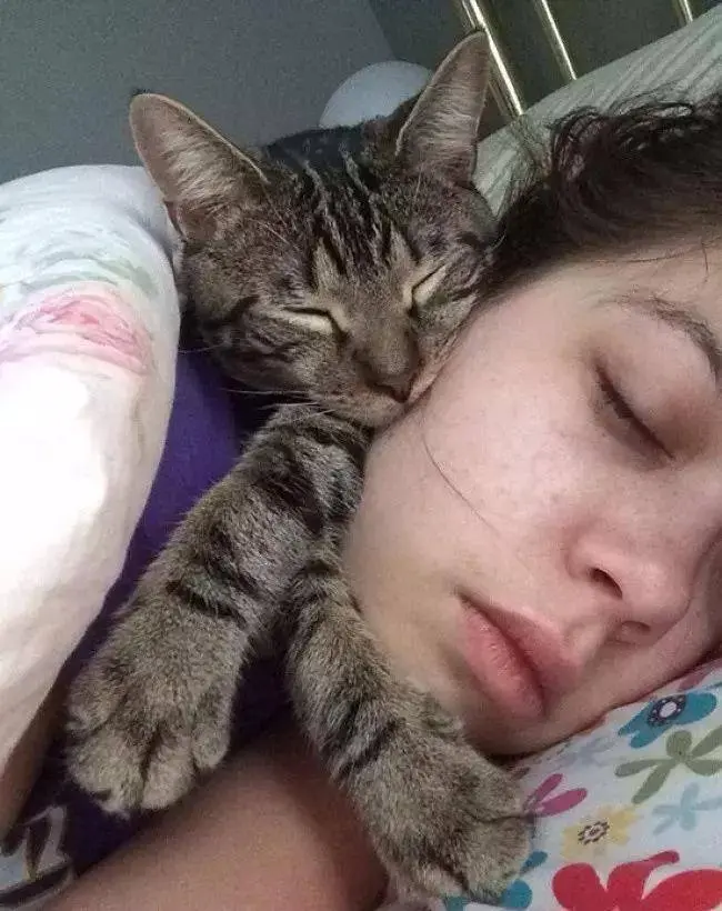 猫咪为什么总是偷摸着上床睡觉呢？除了爱你，还有这些原因