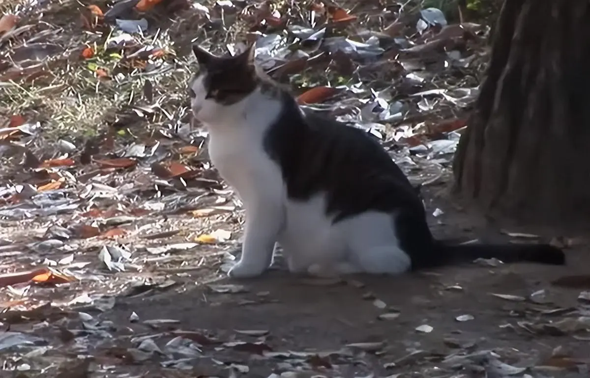 被遗弃的猫咪苦等主人，好心人投喂一年后发现：猫咪的肚子是不是太大了？