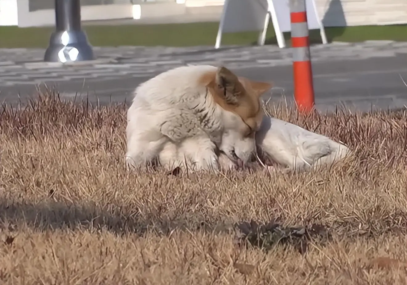 被主人遗弃的母狗怀孕后，徘徊在交通环岛附近：它是为了保护自己和小狗