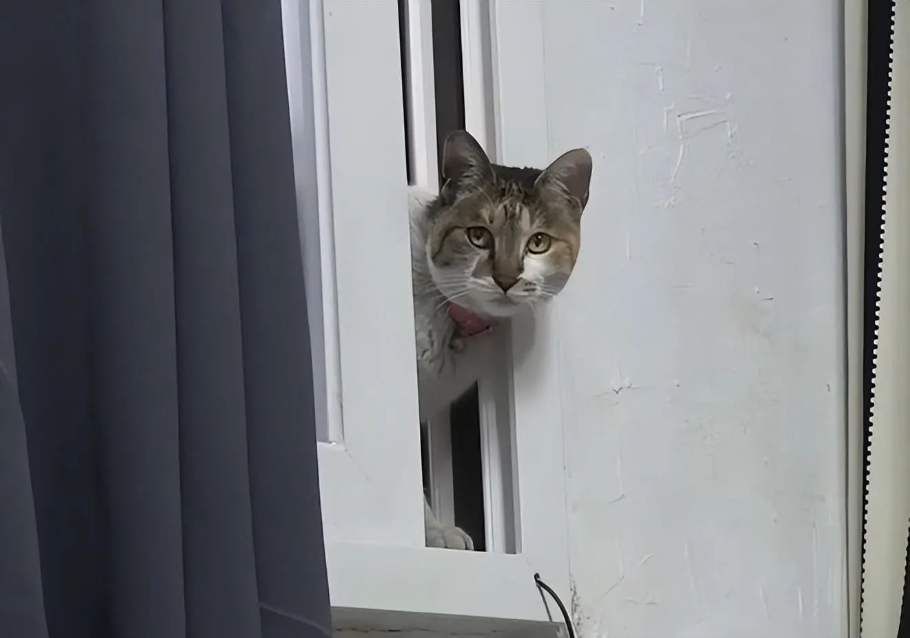 猫咪每天扒窗大叫，女子开窗后却又马上溜走，它到底在想啥呢？
