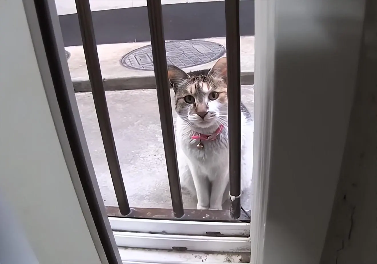 猫咪每天扒窗大叫，女子开窗后却又马上溜走，它到底在想啥呢？