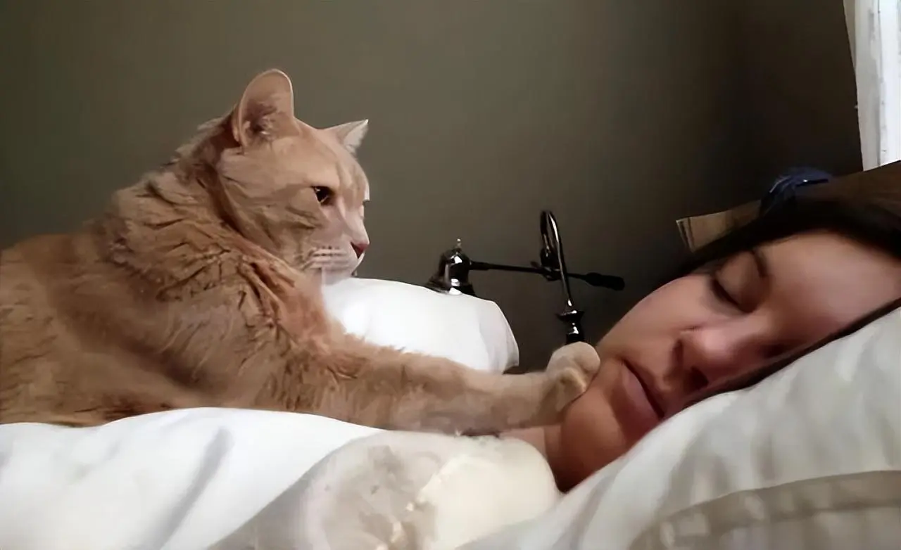 真的不能让猫上床睡，今天就总结一下不给猫上床睡的原因吧！
