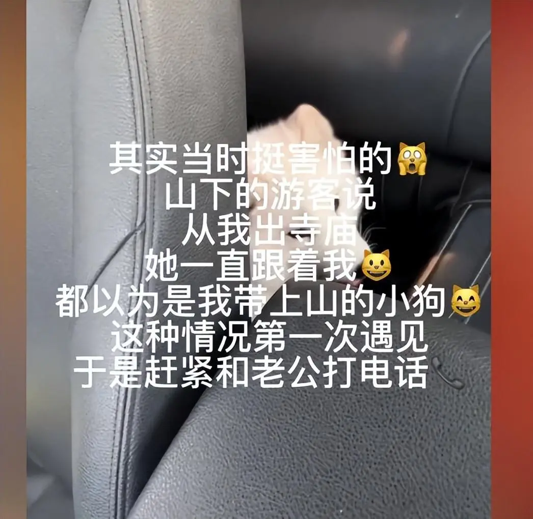 女子烧香礼佛，遇陌生狐狸钻车：既然遇见了，那就是缘分，决定带回家收养