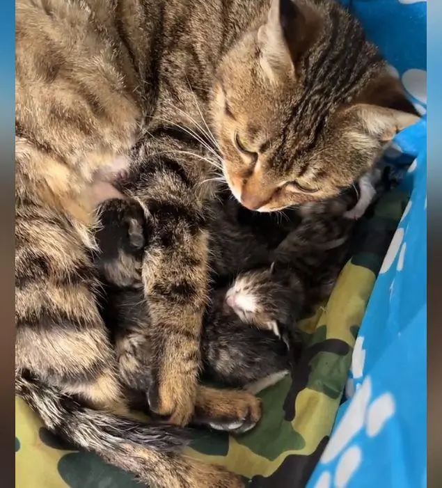 流浪猫生下7只幼崽后，表情绝了，母猫：感觉身体要被掏空