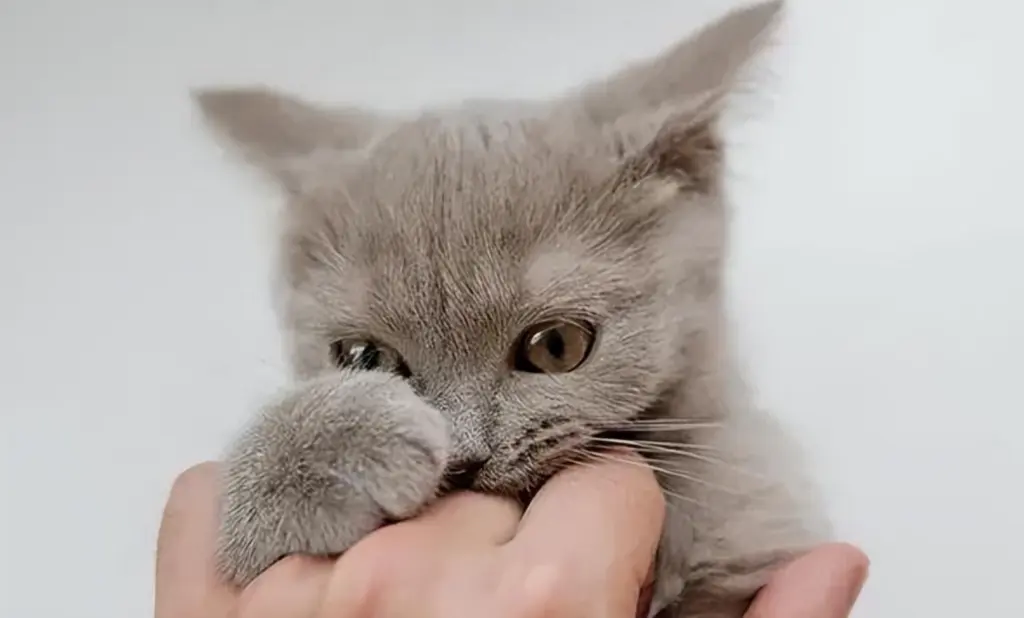 你知道为什么猫咪会咬你手吗？无非是这几个原因