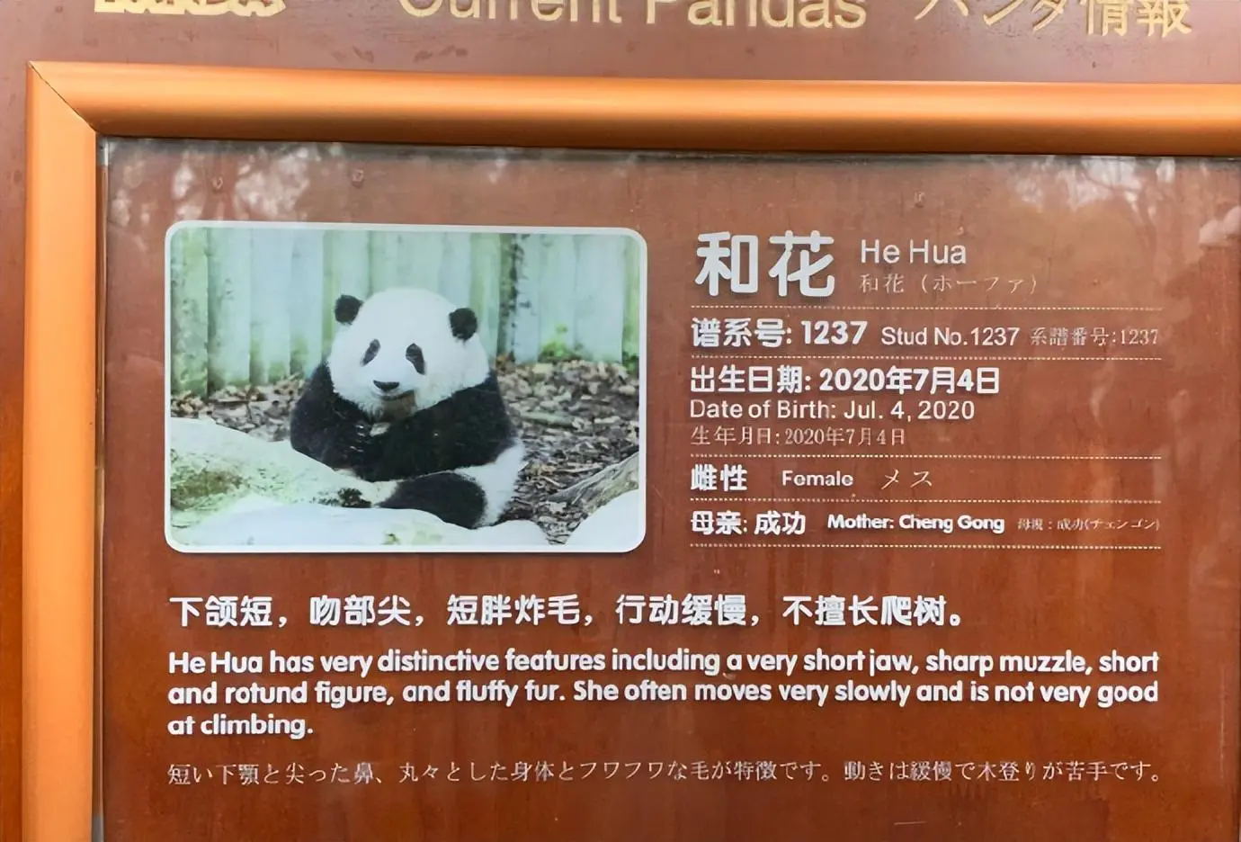游客拍到大熊猫花花攀爬树梢，网友赞叹：谭爷爷教导有方，功不可没！